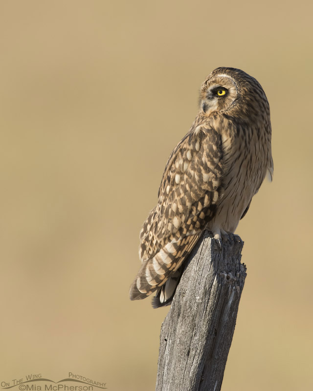 Juvenile Short-eared Owl in northern Utah, Box Elder County, Utah