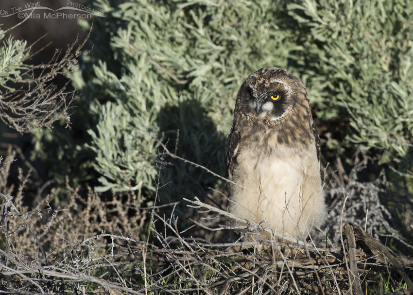 Short-eared Owl chick in early morning light, Box Elder County, Utah