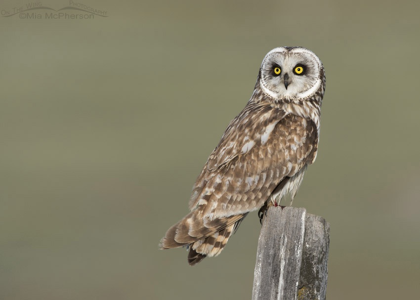 Male Short-eared Owl in adult plumage, Box Elder County, Utah