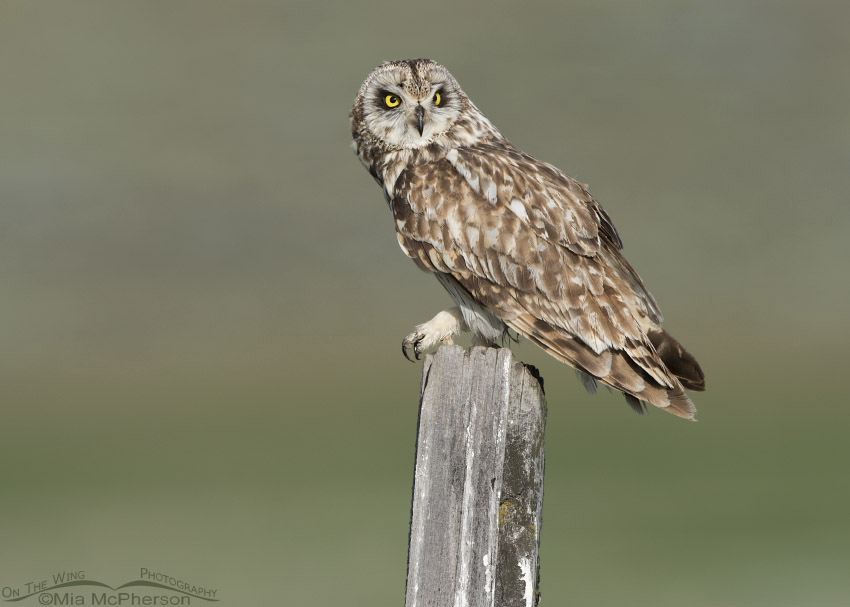 Short-eared Owl male watching a bird in the distance, Box Elder County, Utah