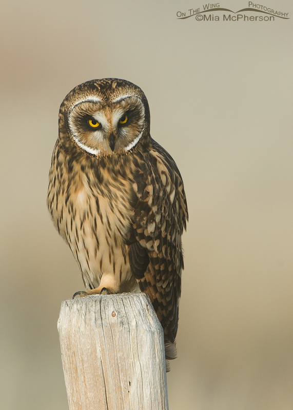 Short-eared Owl female in the fog, Red Rock Lakes National Wildlife Refuge, Centennial Valley, Beaverhead County, Montana