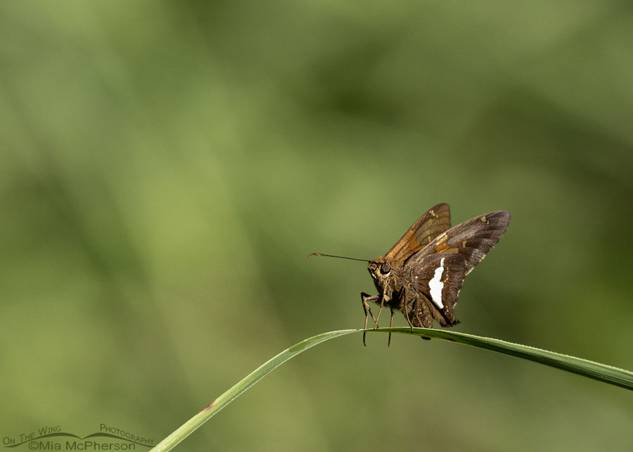 Silver-spotted Skipper at Sequoyah NWR, Sequoyah National Wildlife Refuge, Oklahoma