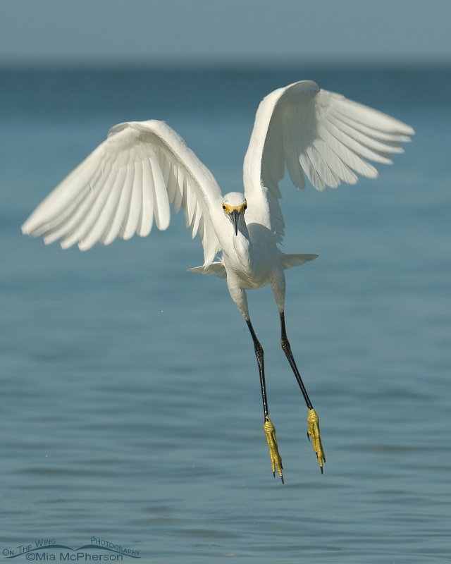 Snowy Egret take off, Fort De Soto County Park, Pinellas County, Florida