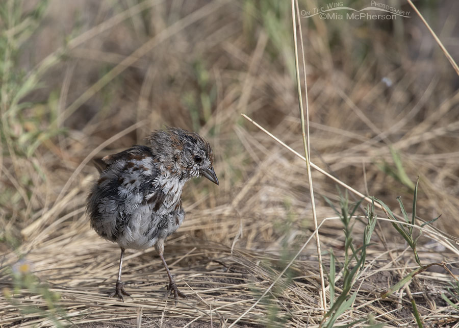 Song Sparrow in molt, Wasatch Mountains, East Canyon, Morgan County, Utah