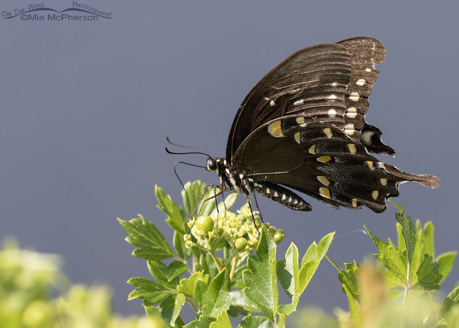 Spicebush Swallowtail next to the Arkansas River, Sequoyah National Wildlife Refuge, Oklahoma