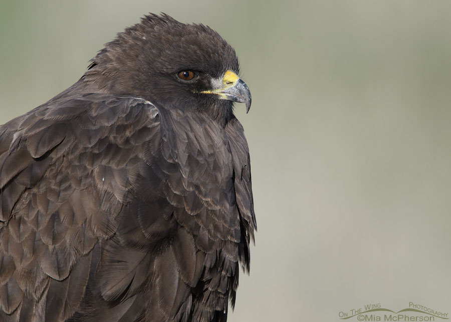 Dark morph Swainson's Hawk portrait, Box Elder County, Utah