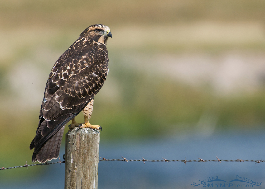 Swainson’s Hawk juvenile, intermediate morph, Beaverhead County, Montana