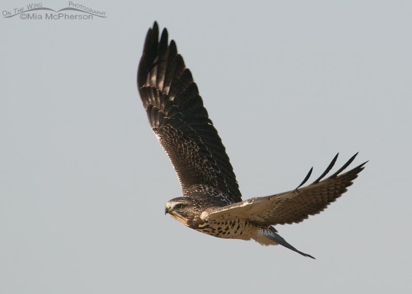 Juvenile Swainson's Hawk fly by near Snowville in Box Elder County, Utah