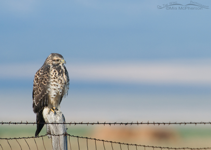 Swainson's Hawk juvenile on a wire fence, Box Elder County, Utah