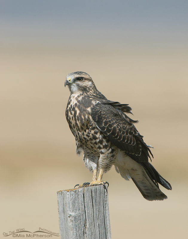 Juvenile Swainson’s Hawk on fence post, Centennial Valley, Montana