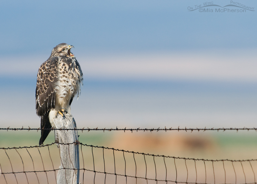 Yawning juvenile Swainson's Hawk, Box Elder County, Utah