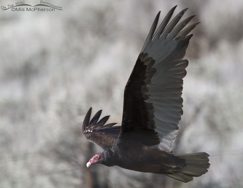 Turkey Vulture in flight close up, Box Elder County, Utah