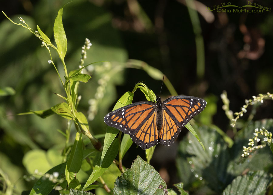 Viceroy butterfly at Sequoyah National Wildlife Refuge, Oklahoma