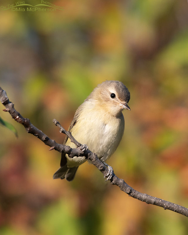 Inquisitive looking Warbling Vireo, Wasatch Mountains, Morgan County, Utah