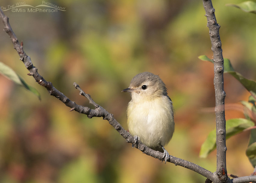 Warbling Vireo perched on a Chokecherry branch, Wasatch Mountains, Morgan County, Utah