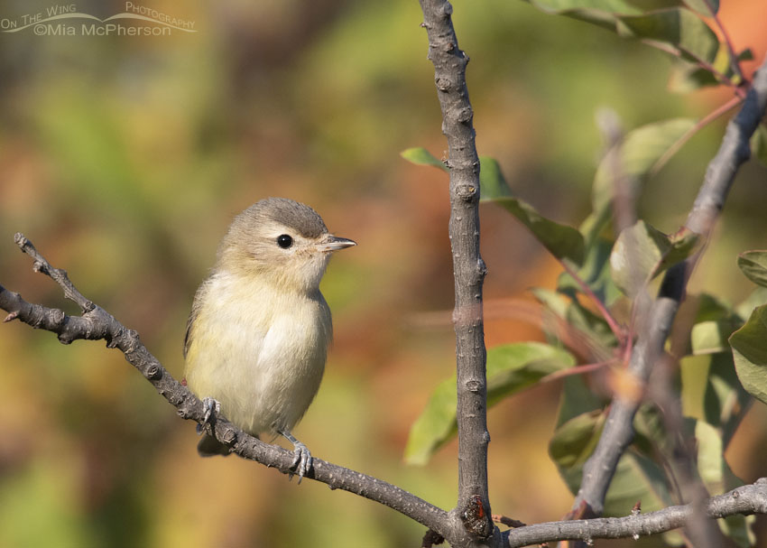 Autumn colors with a Warbling Vireo, Wasatch Mountains, Morgan County, Utah