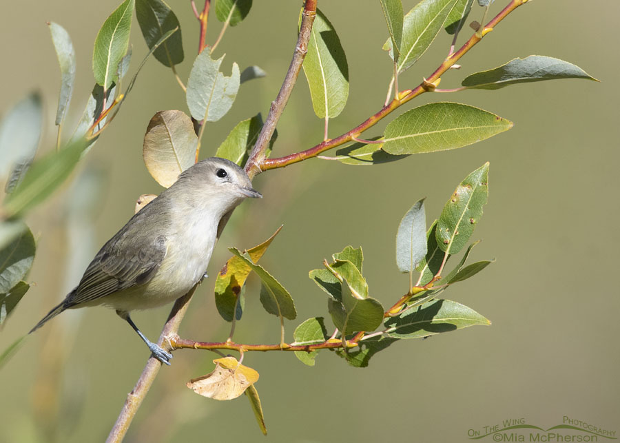 Warbling Vireo in late September, Wasatch Mountains, East Canyon, Morgan County, Utah