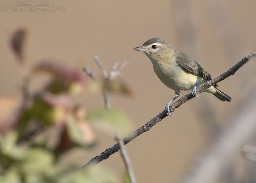 Warbling Vireo in a mountain canyon, Wasatch Mountains, Morgan County, Utah