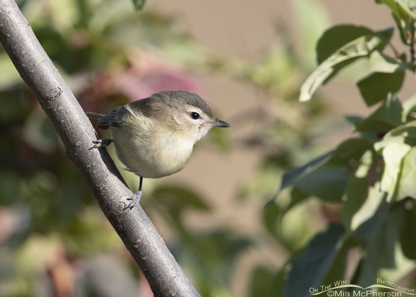 Warbling Vireo about to lift off, Wasatch Mountains, Morgan County, Utah