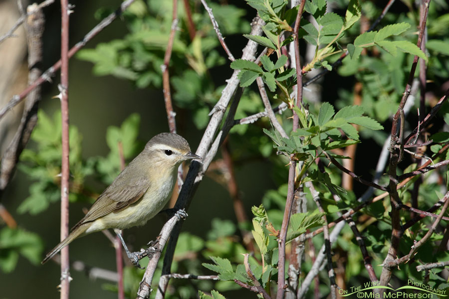 Warbling Vireo foraging in a wild rose, West Desert, Tooele County, Utah