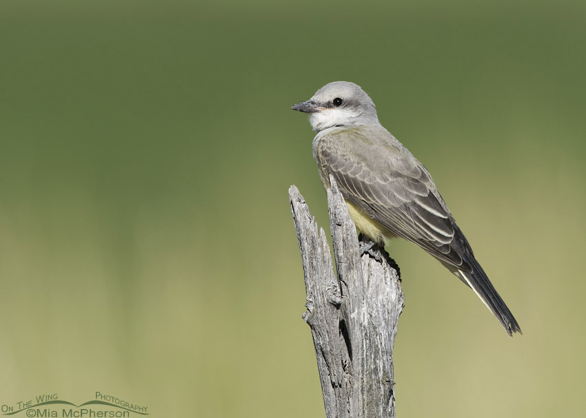 Juvenile Western Kingbird perched on an old fence post, Box Elder County, Utah