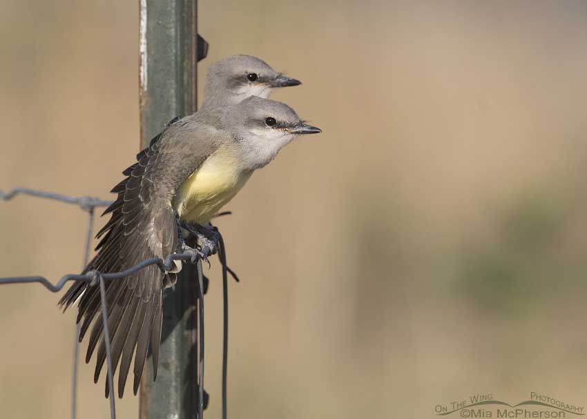 Western Kingbird siblings, Antelope Island State Park, Davis County, Utah