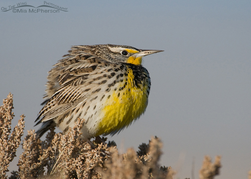 Western Meadowlark on a blustery winter day, Antelope Island State Park, Davis County, Utah