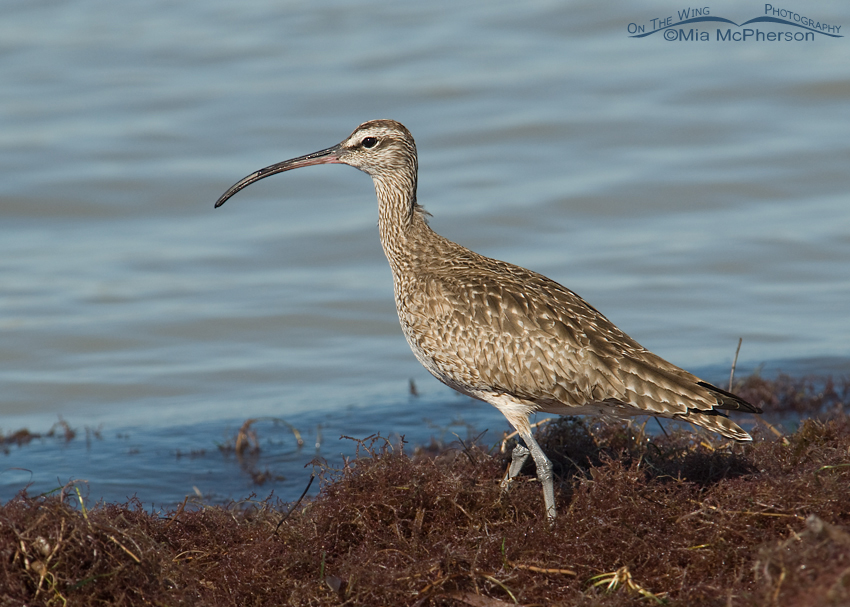 Whimbrel on a floating mat of seaweed, Honeymoon Island State Park, Pinellas County, Florida