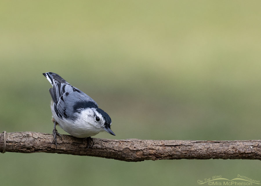 Summer White-breasted Nuthatch, Sebastian County, Arkansas