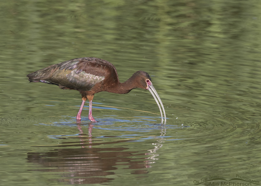 Adult White-faced Ibis feeding at Bear River National Wildlife Refuge, Box Elder County, Utah