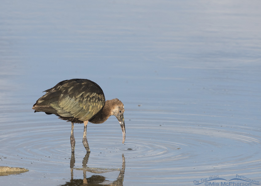 Juvenile White-faced Ibis at Bear River Migratory Bird Refuge in northern Utah.