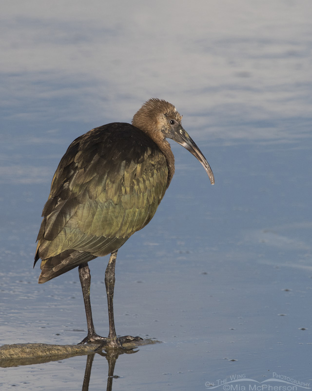 Resting juvenile White-faced Ibis at Bear River National Wildlife Refuge, Box Elder County, Utah