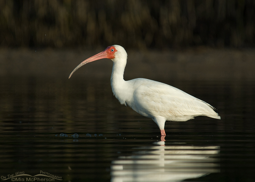 Adult White Ibis in the dark waters of a lagoon, Fort De Soto County Park, Pinellas County, Florida