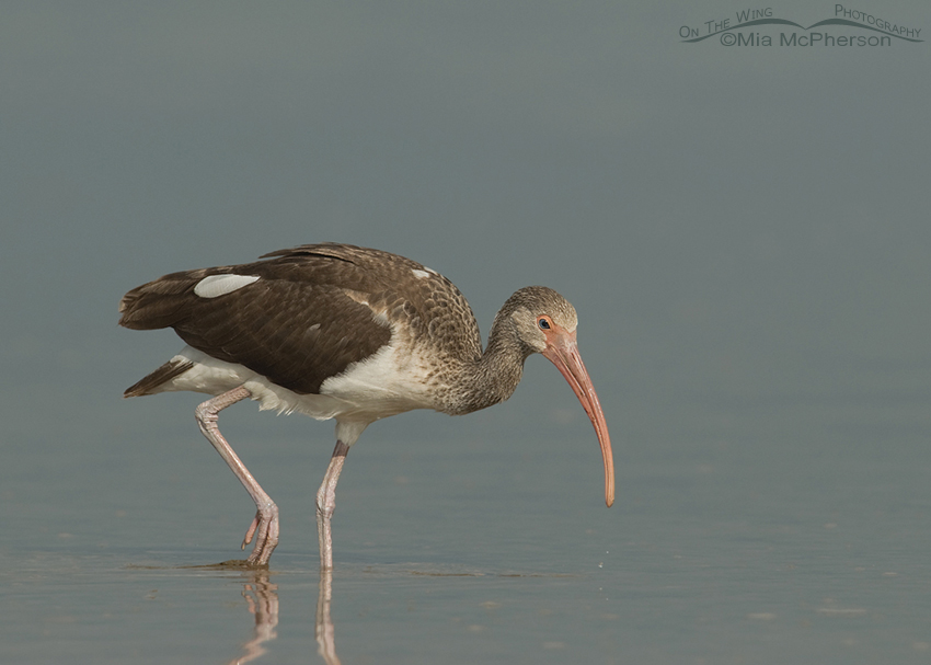 Juvenile White Ibis walking by me in a lagoon, Fort De Soto County Park, Pinellas County, Florida