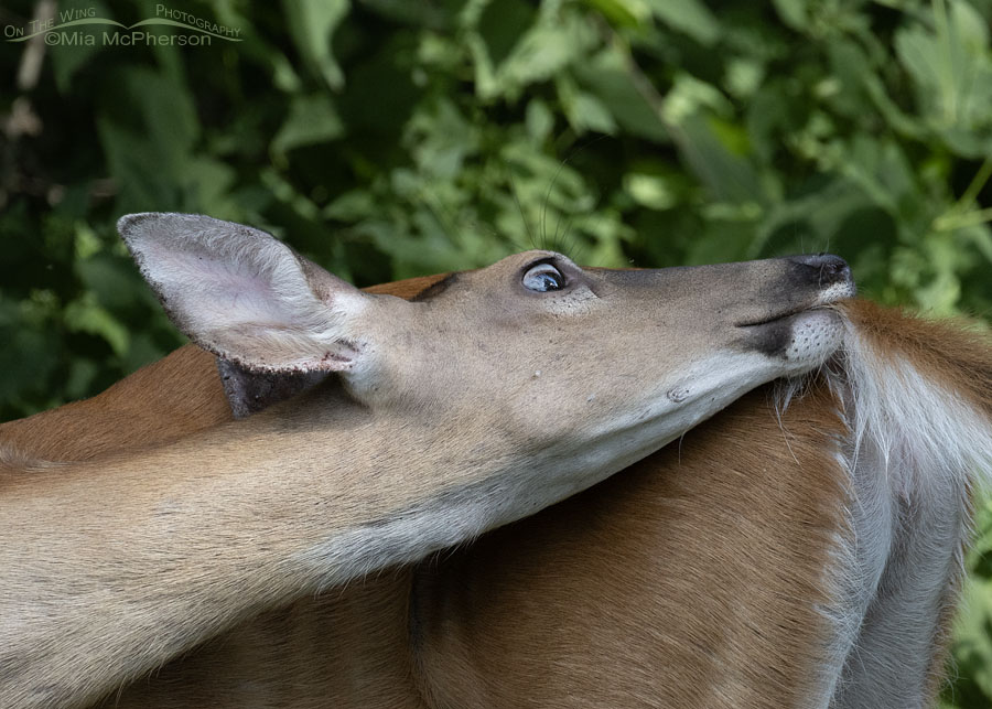 White-tailed Deer doe biting an itch, Mount Magazine State Park, Logan County, Arkansas