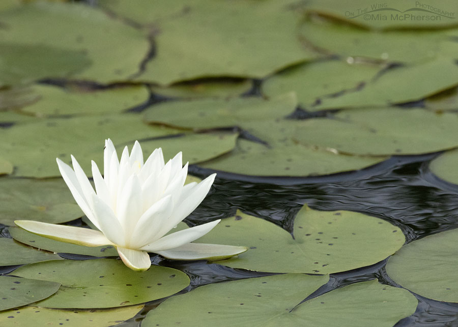 White Water Lily on Charleston Lake, Charleston Lake Park, Franklin County, Arkansas