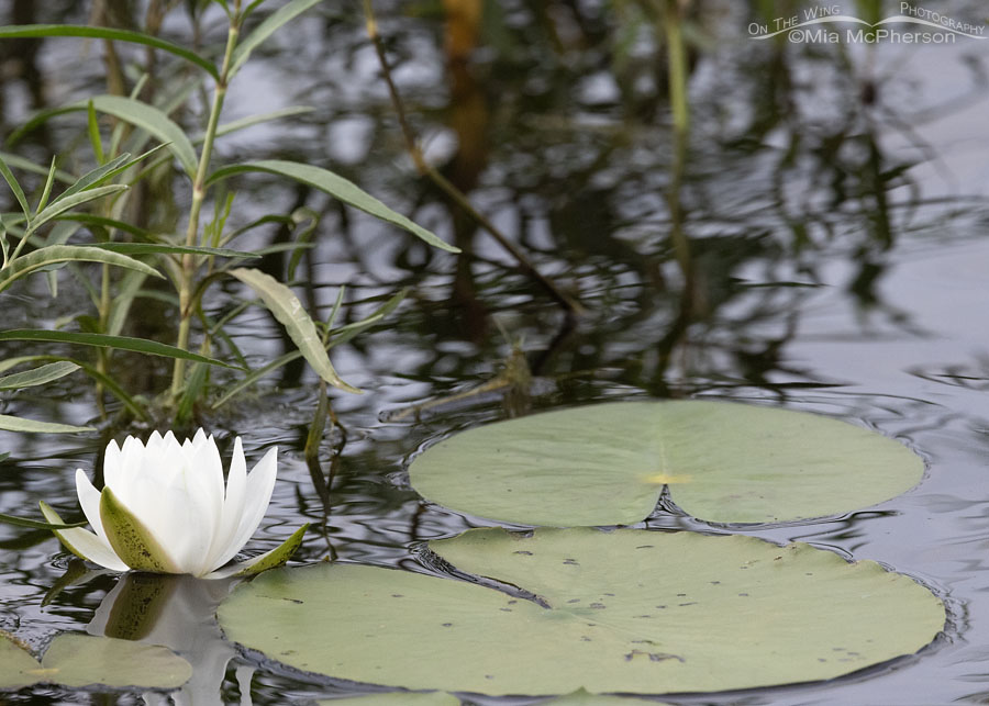 Charleston Lake White Water Lily, Charleston Lake Park, Franklin County, Arkansas