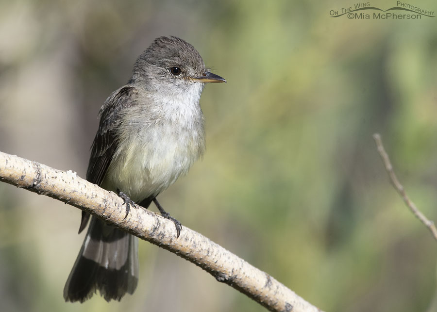 Adult Willow Flycatcher up close, Wasatch Mountains, Morgan County, Utah