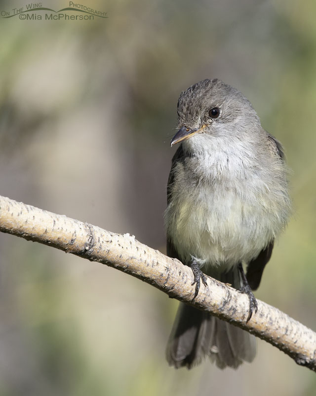 Willow Flycatcher with a tilted head, Wasatch Mountains, Morgan County, Utah