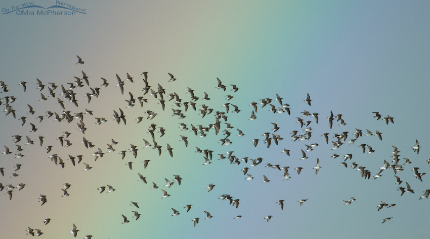 Flock of Wilson’s Phalaropes in a rainstorm with a rainbow, Red Rock Lakes National Wildlife Refuge, Beaverhead County, Montana