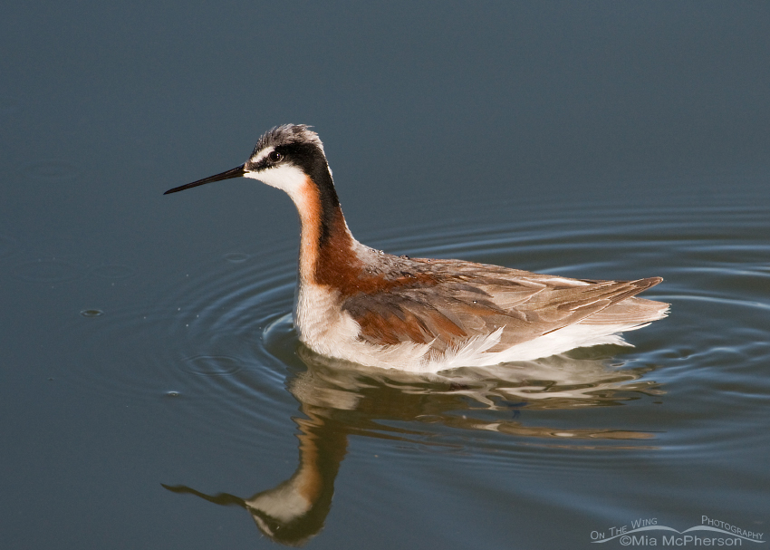 Female Wilson’s Phalarope foraging, Centennial Valley, Beaverhead County, Montana