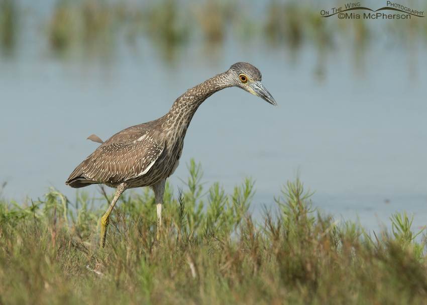 Juvenile Yellow-Crowned Night Heron stalking prey, Fort De Soto County Park, Pinellas County, Florida