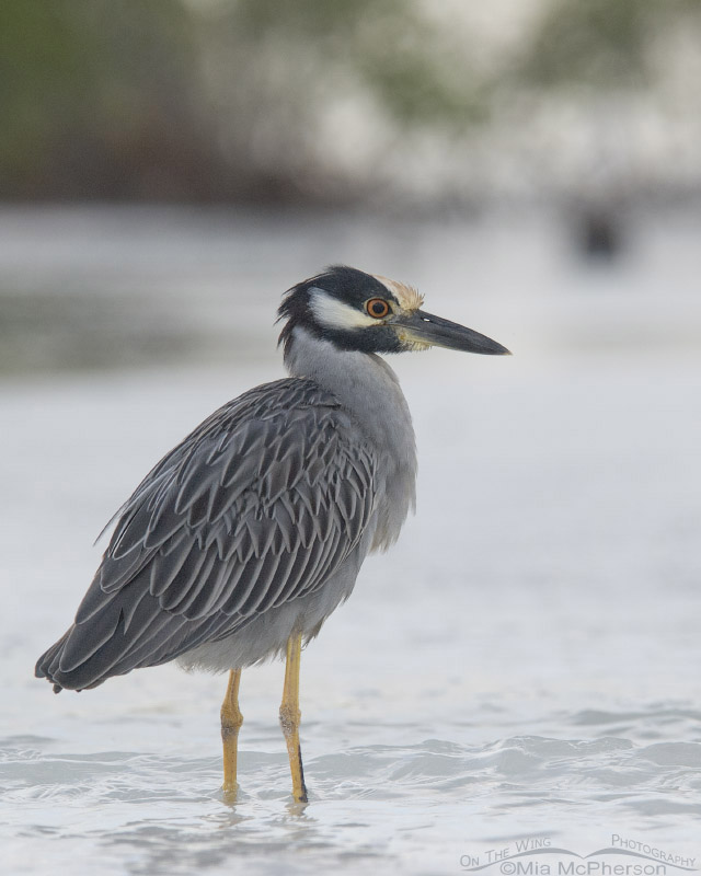 Yellow-crowned Night Heron in low, silvery light, Fort De Soto County Park, Pinellas County, Florida