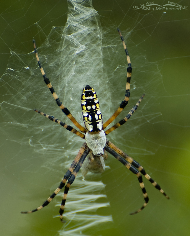 Yellow Garden Spider in Florida, Sawgrass Lake Park, Pinellas County, Florida