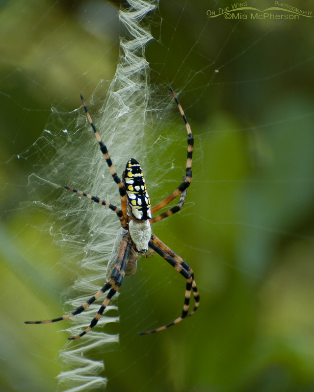 Yellow Garden Spider and its web, Sawgrass Lake Park, Pinellas County, Florida