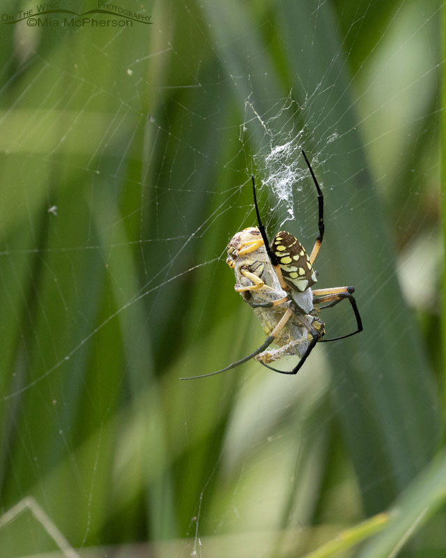 Yellow Garden Spider with grasshopper prey, Sequoyah National Wildlife Refuge, Oklahoma