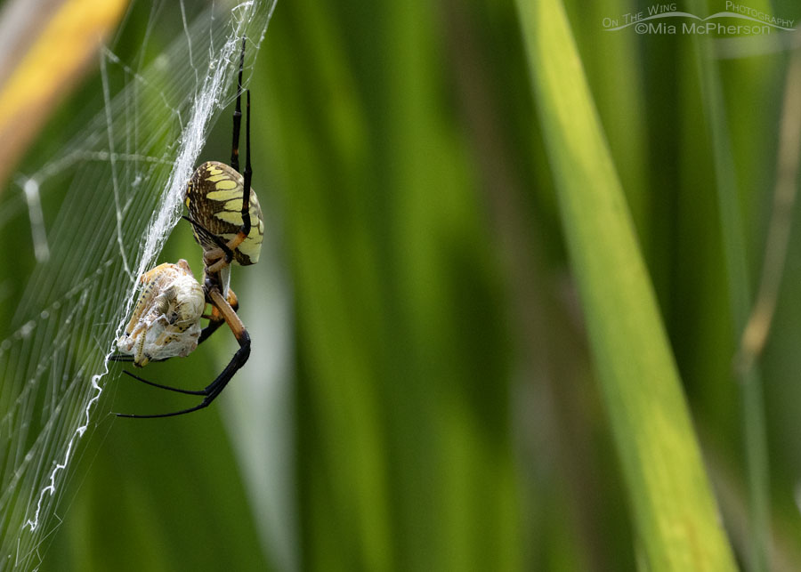 Yellow Garden Spider side view with a grasshopper, Sequoyah National Wildlife Refuge, Oklahoma