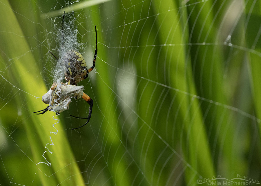 Yellow Garden Spider with prey back view, Sequoyah National Wildlife Refuge, Oklahoma