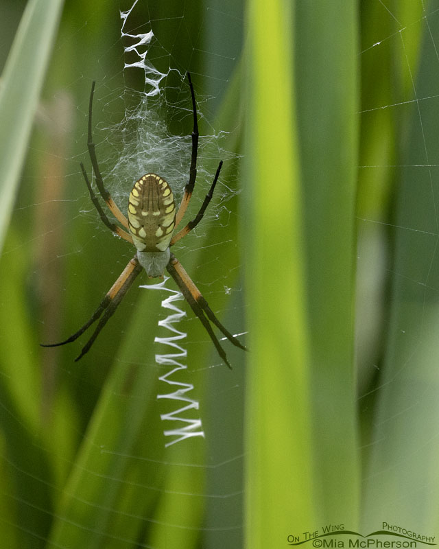 Yellow Garden Spider in cattails, Sequoyah National Wildlife Refuge, Oklahoma