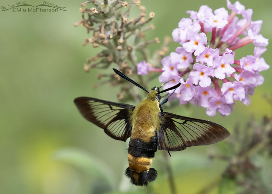 Snowberry Clearwing moth in summer, Sebastian County, Arkansas